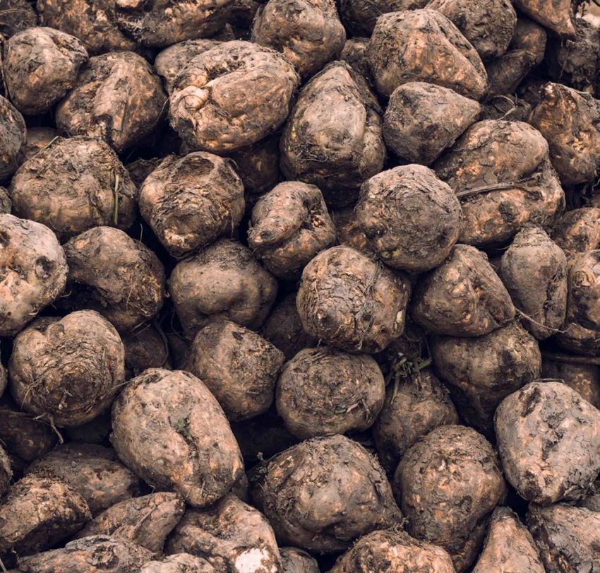 Sugar beet