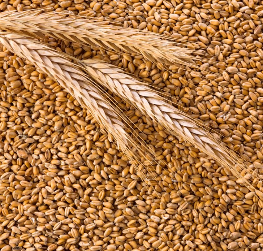 corn